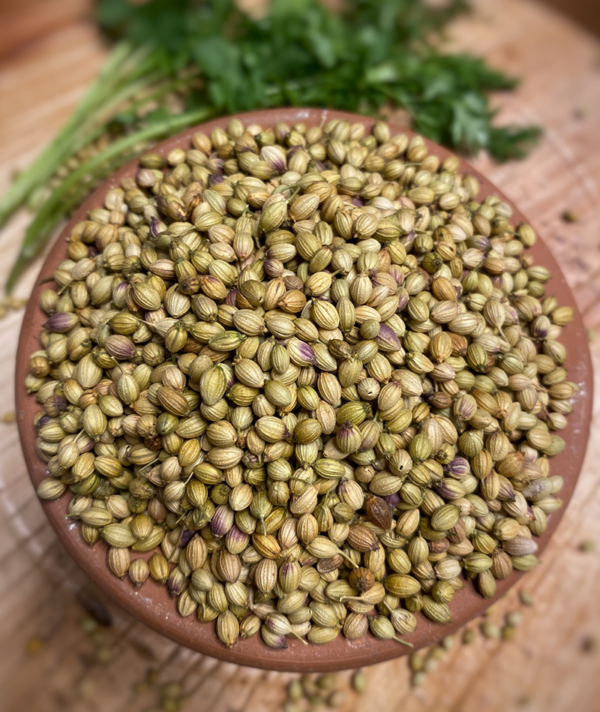 Coriander